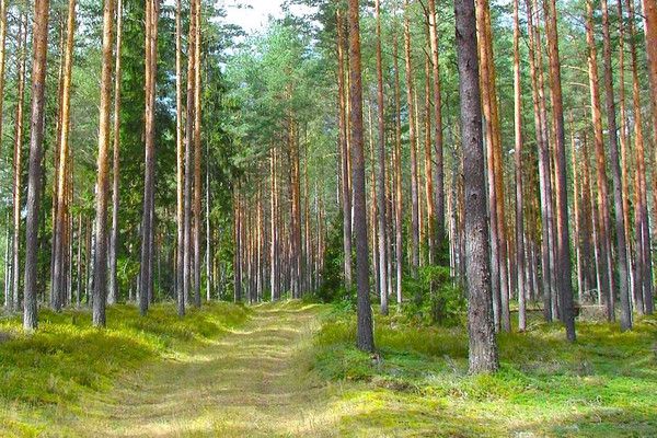 Foto de un bosque de Letonia