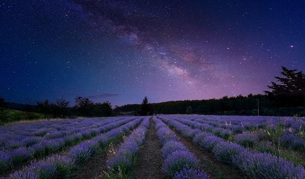 Vista del cielo con la Vía Láctea y un campo de flores