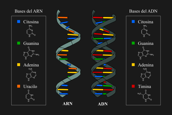Diferencia entre una cadena sencilla de ARN y una doble hélice de ADN